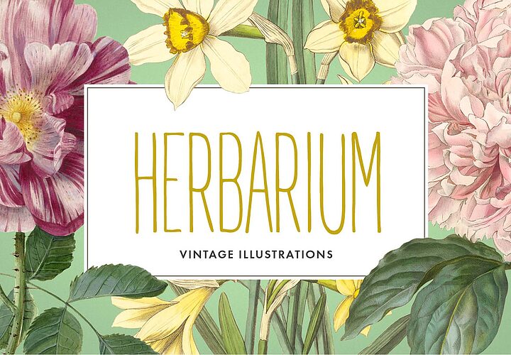Free Vintage Herbarium Illustrations Png 1