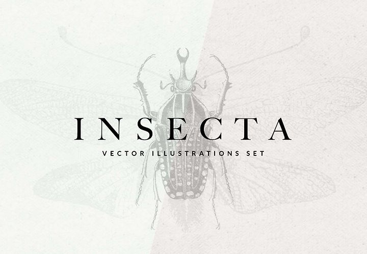 Insects Vector Illustrations Insecta 1